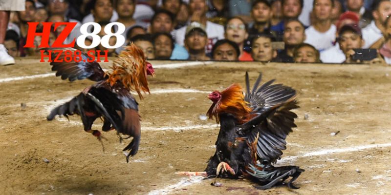 Đá Gà HZ88 – Trải Nghiệm Những Trận Đấu Đỉnh Cao 1 Giới thiệu đá gà HZ88