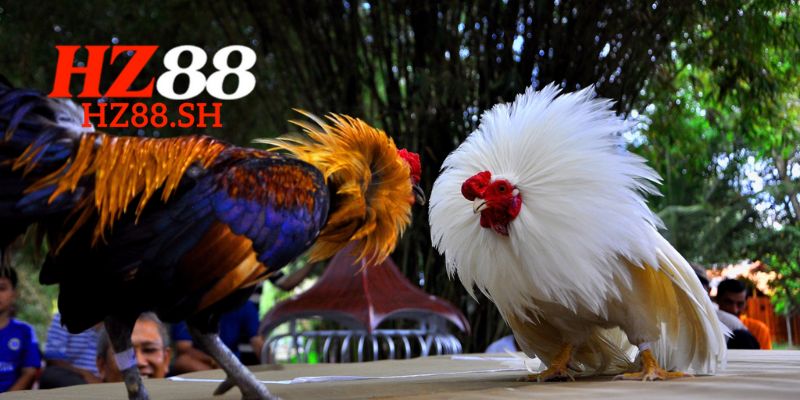 Đá Gà HZ88 – Trải Nghiệm Những Trận Đấu Đỉnh Cao 2 Mẹo chơi đá gà tại HZ88 dễ dàng thắng lớn